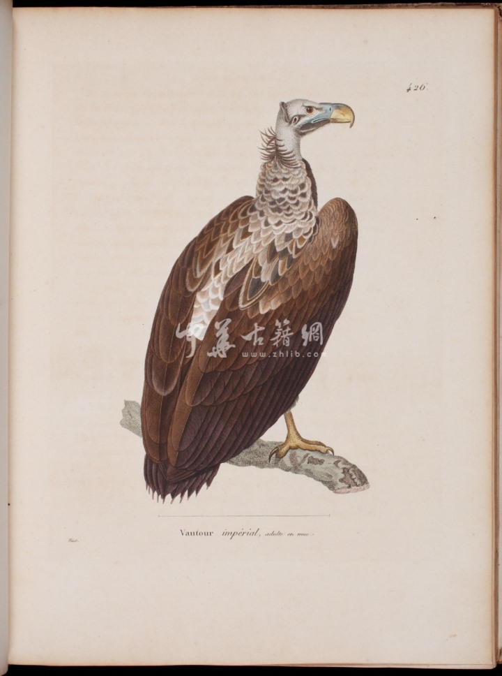 彩绘鸟类版画新集.Nouveau recueil de planches coloriées d’oiseaux.全部插图.By Coenraad Jacob.Temminck.1838年